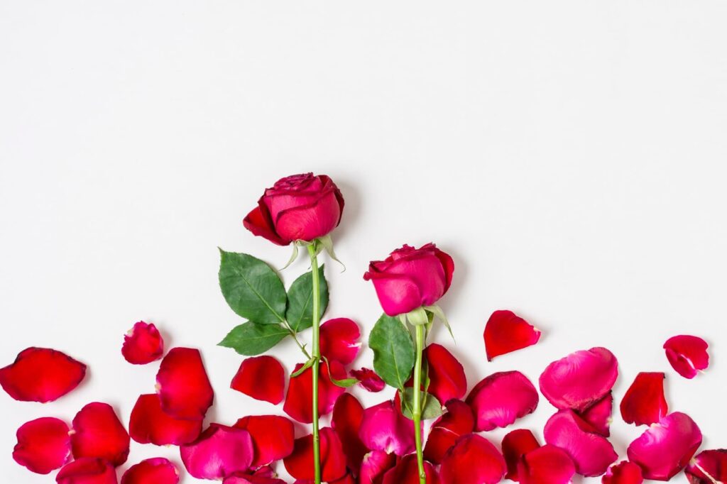 Red roses with petals on a white background